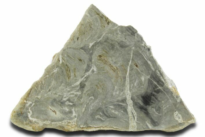 Polished Stromatolite (Pseudokussiella) Slab - Russia #363047